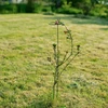 Podpora do roślin - z oczkiem, wys. 110 cm - 7 